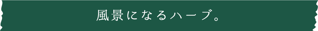 風景になるハーブ。