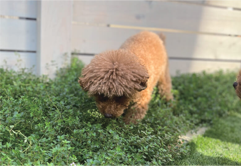 草を食べている犬